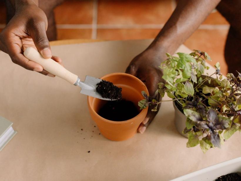 How to Grow Herbs in Australia photo
