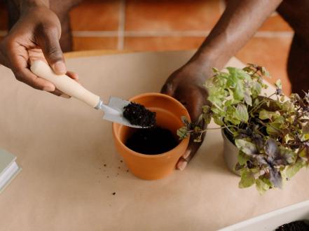 How to Grow Herbs in Australia photo
